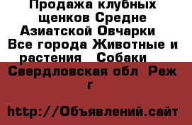 Продажа клубных щенков Средне Азиатской Овчарки - Все города Животные и растения » Собаки   . Свердловская обл.,Реж г.